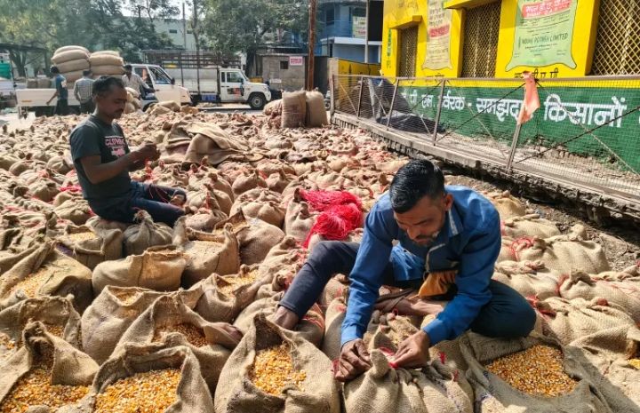 India’s Farmers Push Back as US Pressures New Delhi to Open Doors to GM Crops