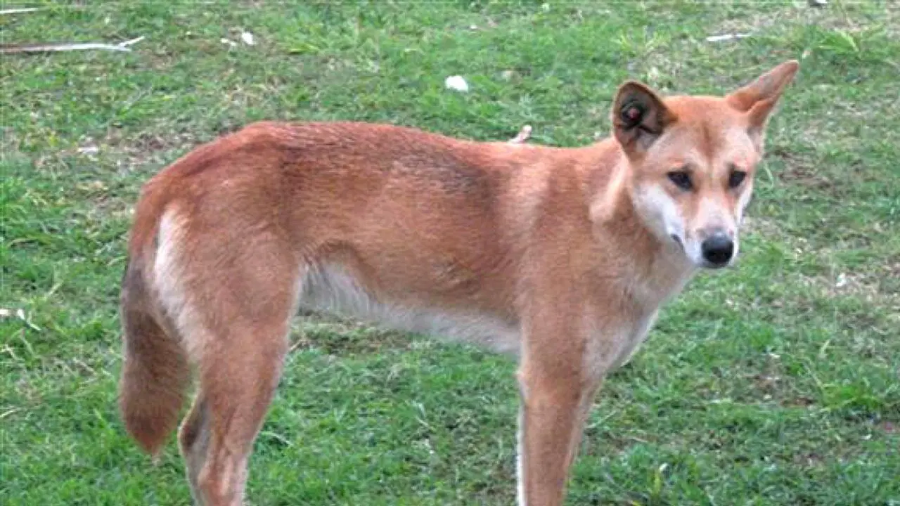 K’gari Dingoes to Be Euthanased After Backpacker Death