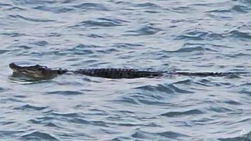 Crocodile Sighting Forces Suspension of Water Activities at Sentosa Beaches