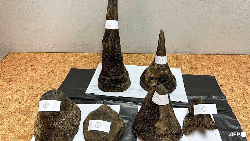 Vietnamese Man Arrested in Thailand Over Rhino Horn Smuggling
