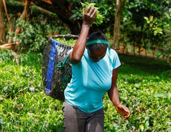 Kenya tea exports stall as Middle East conflict disrupts shipping routes