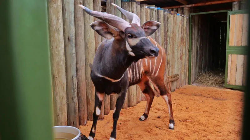 Bongos Return Home in Boost for Kenya Wildlife