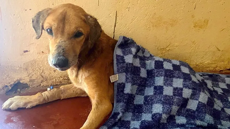 Uganda Dog Scam Exposed: Social Media Cruelty Used to Milk Global Donors