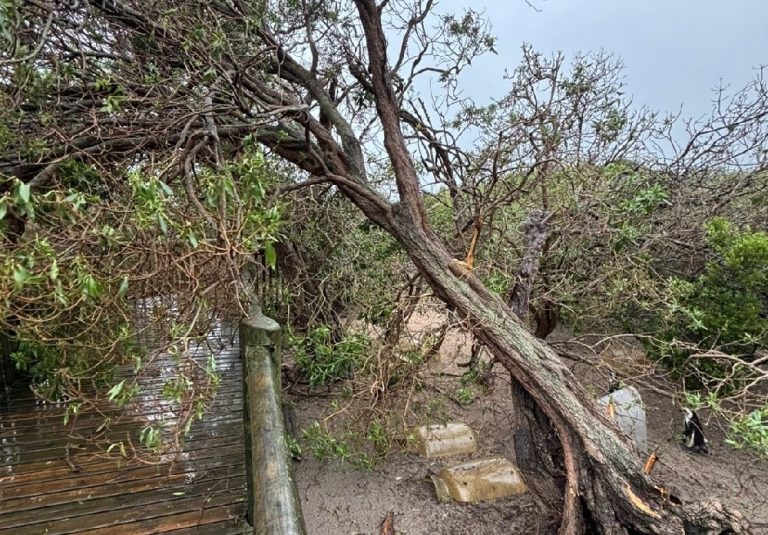 Table Mountain National Park shuts key tourist sites as severe weather lashes Cape Town