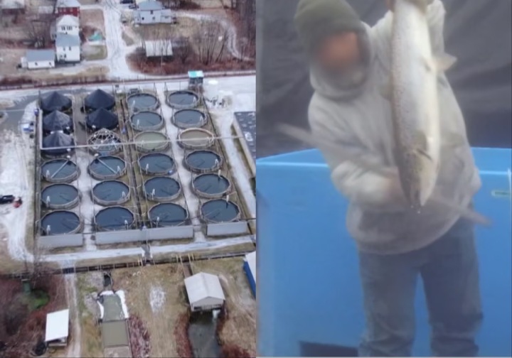 Salmon farm faces new cruelty claims as Trump seeks to supersize fish farming