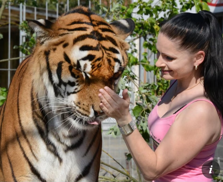 Tiger Keeper Fights to Keep Big Cats amid Welfare Concerns