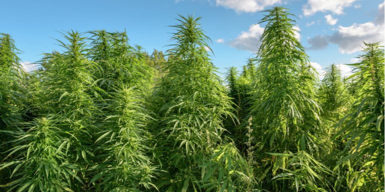 Will the Economy of Zimbabwe Rise after Cannabis Cultivation License?